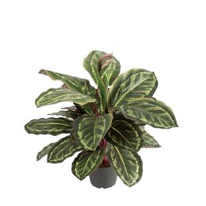 Kunstpflanze-Maranta-600mm-01.jpg