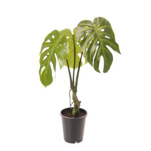 Kunstpflanze-Monstera-700mm-01.jpg