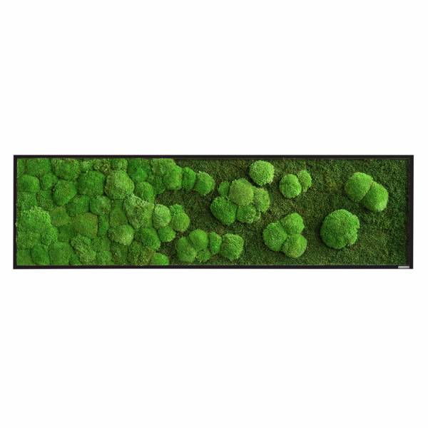 moosbild-wald-und-kugelmoos-verlauf-rechteckig-stylegreen-01