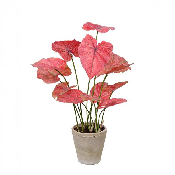 Kunstpflanze-Caladium-im-Topf-800mm-01.jpg