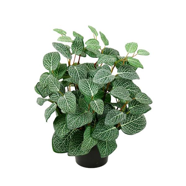Kunstpflanze-Fittonia-01.jpg