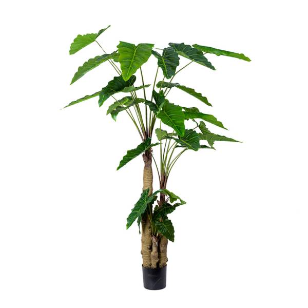 Kunstpflanze-Alocasia-2000mm-01.jpg