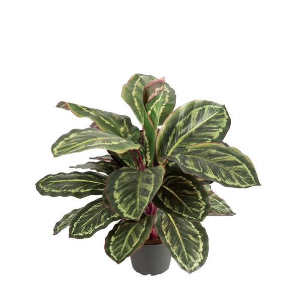 Kunstpflanze-Maranta-600mm-01.jpg